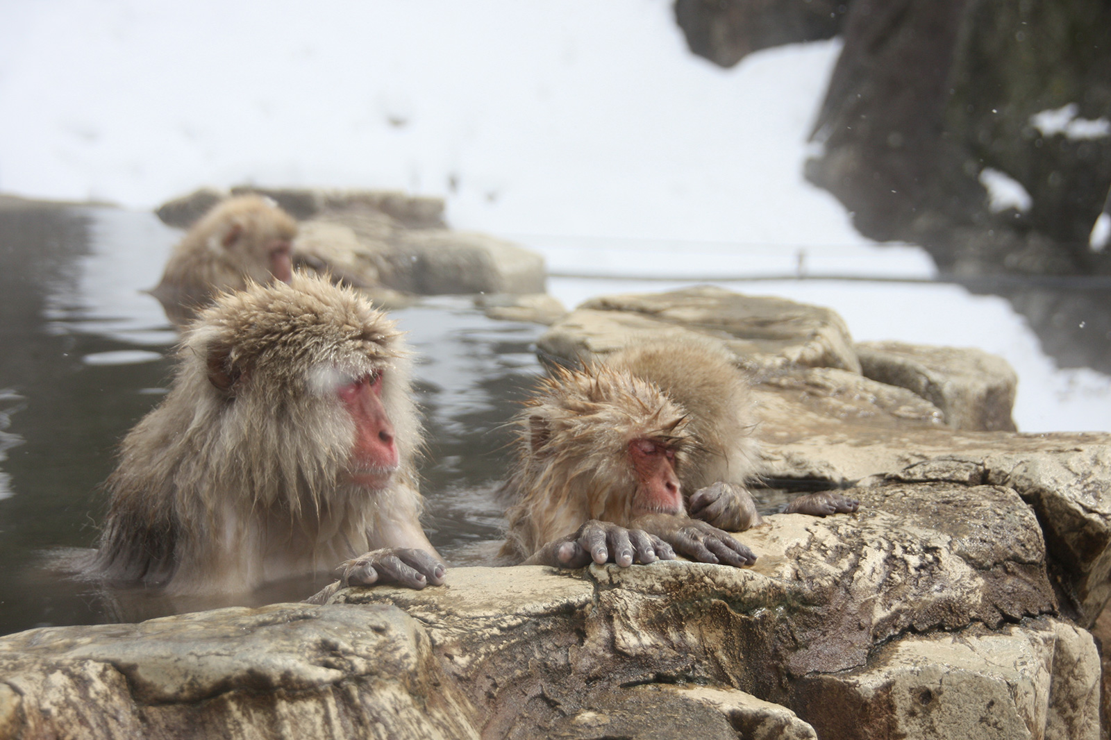 snowmonkey
